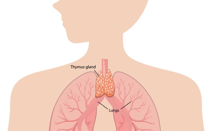 الغدة الزعترية: ما علاقتها بالتوتر والإجهاد؟